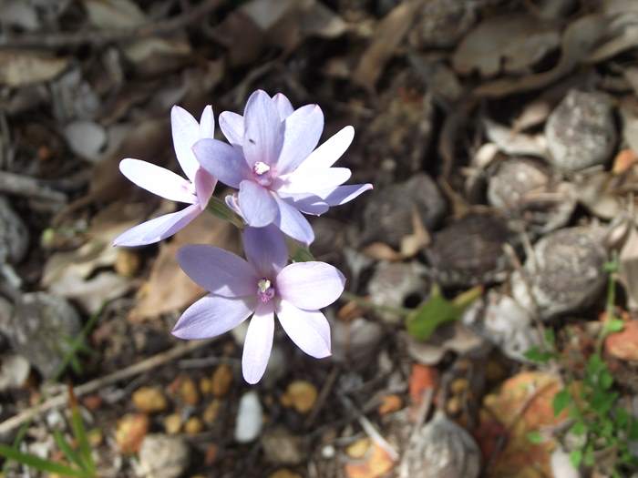 Thelymitra - Sun orchid DSCF2642.JPG